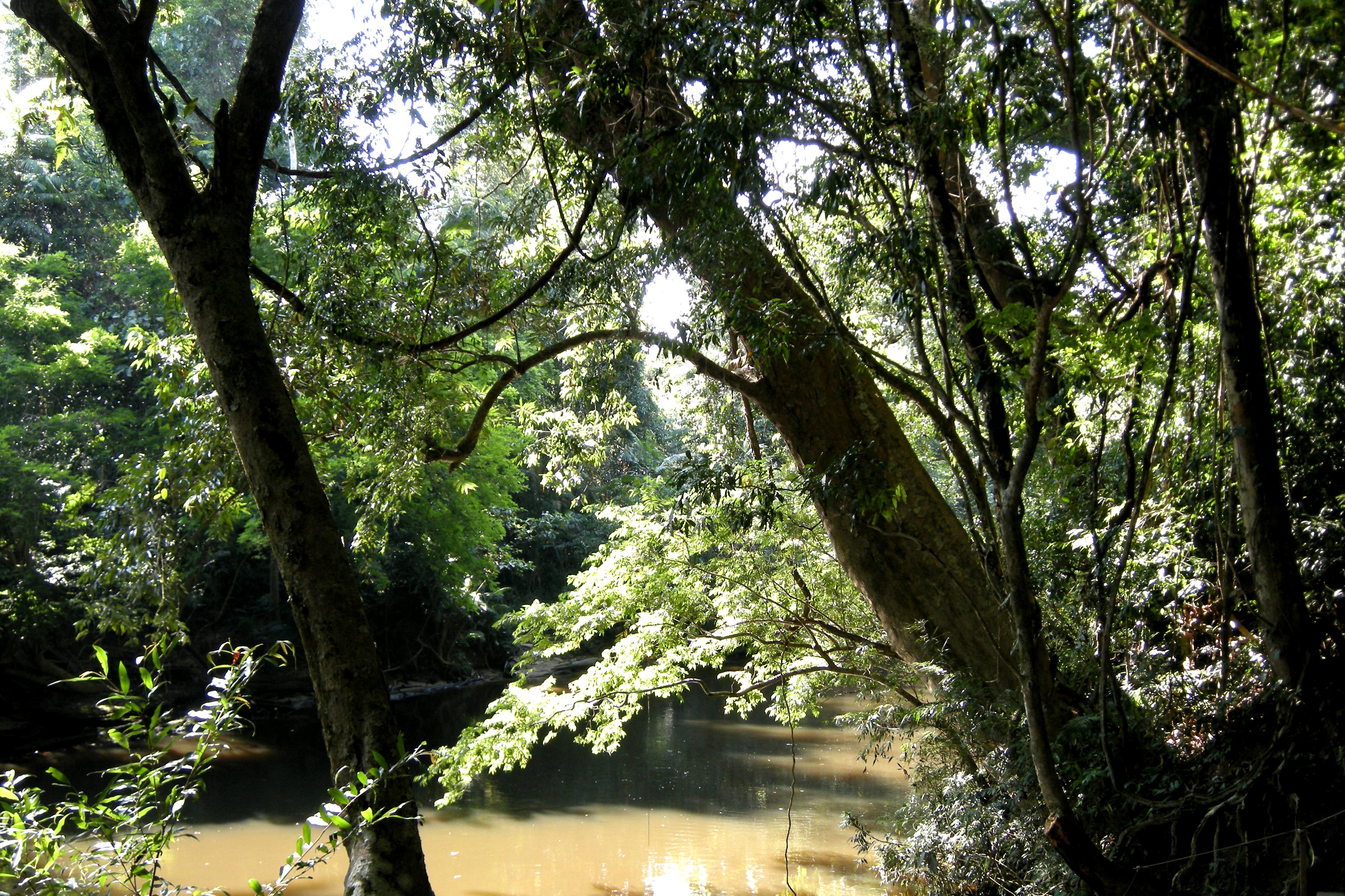 Rainforest and the Tahan River in Taman Negara